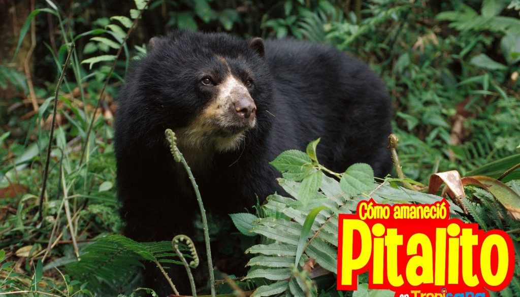 01-andean-bear-minden_00910199