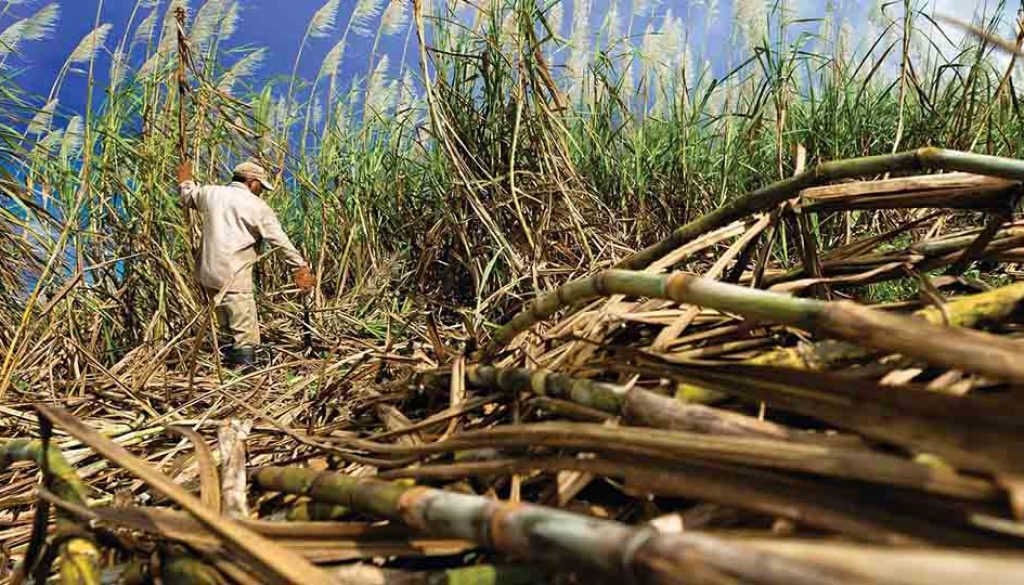 azucar-cana-produccion-zafra-canicultores-venezuela-federadiove