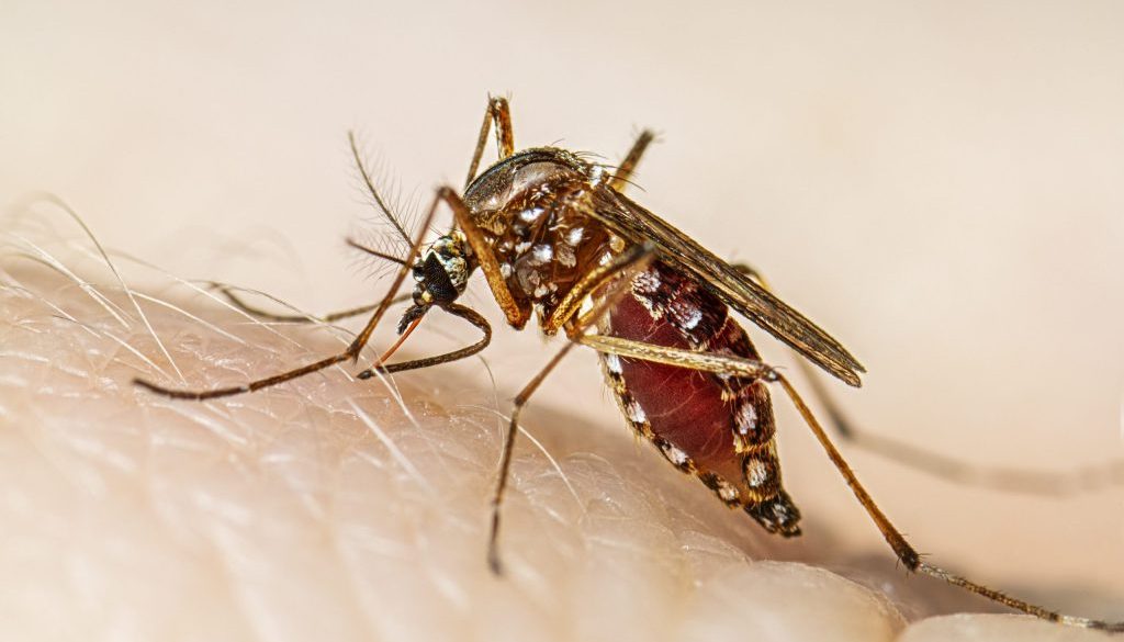 dengue